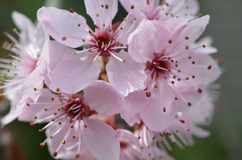 Blossom